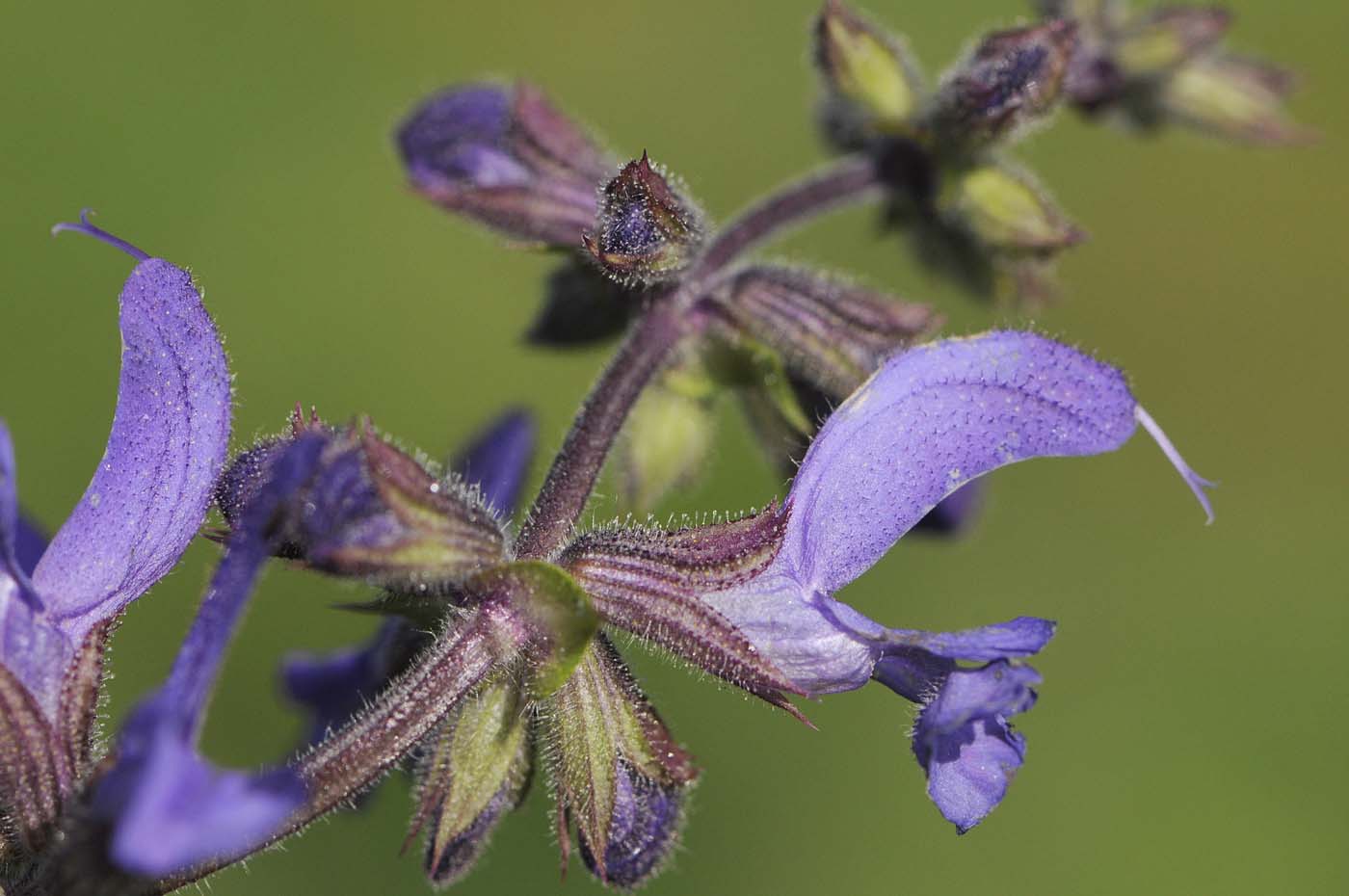 Salvia da daterminare