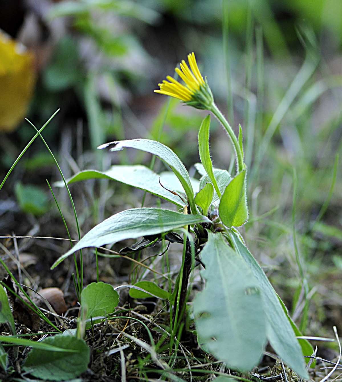 Buphthalmum salicifolium subsp salicifolium / Asteroide salicina