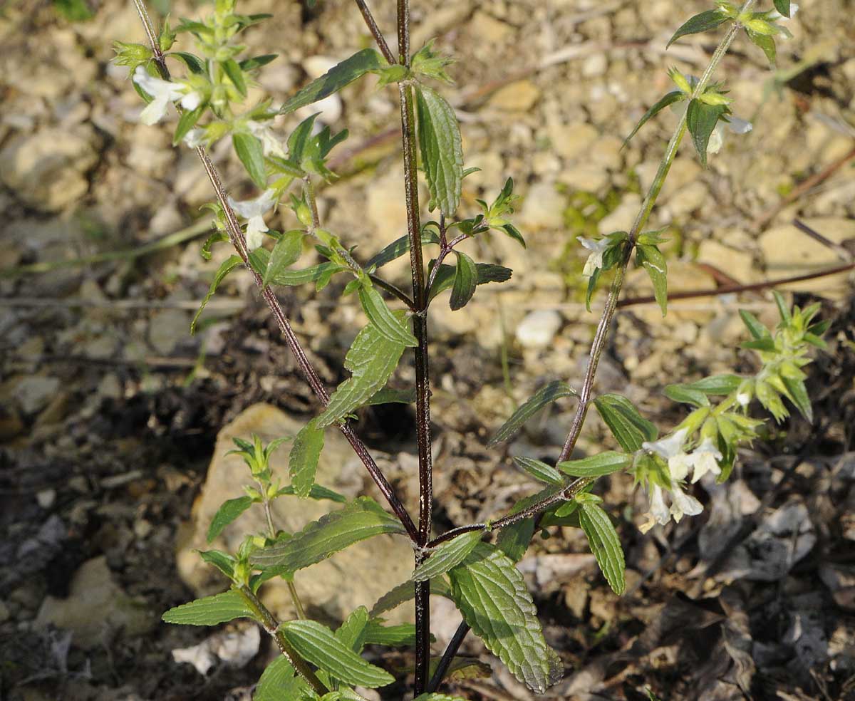 Stachys annua / Stregona annuale