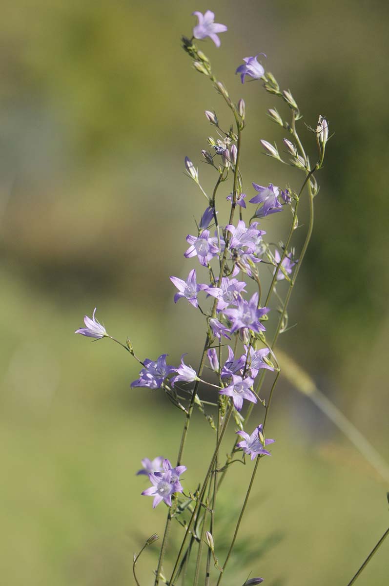 Campanula rapunculus / Raperonzolo