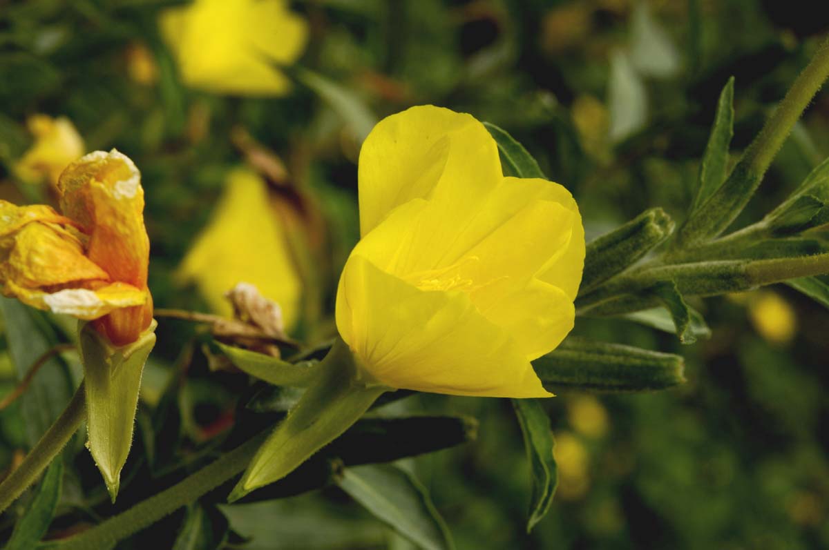 Oenothera biennis / Enagra comune