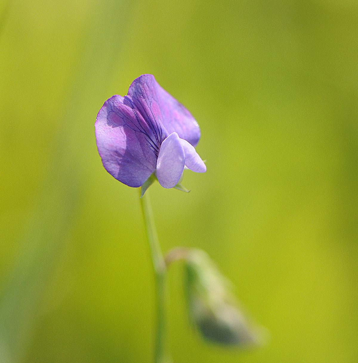 Lathyrus hirsutus / Cicerchia pelosa