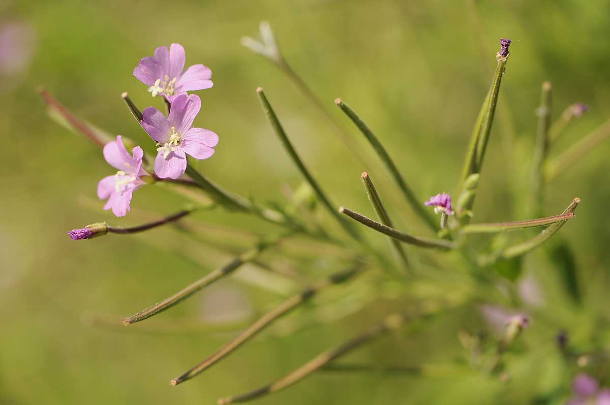 Epilobium hirsutum