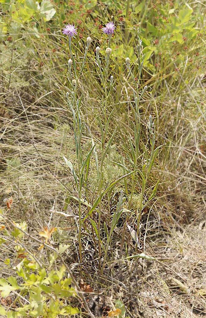 Centaurea jacea subsp gaudinii / Fiordaliso di Gaudin