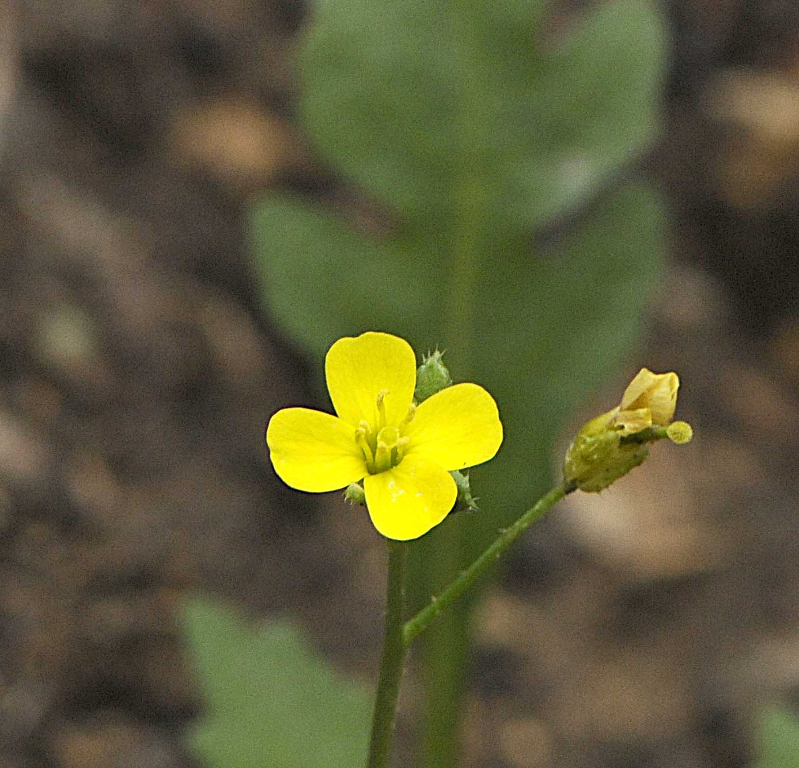 Diplotaxis muralis / Ruchetta dei muri