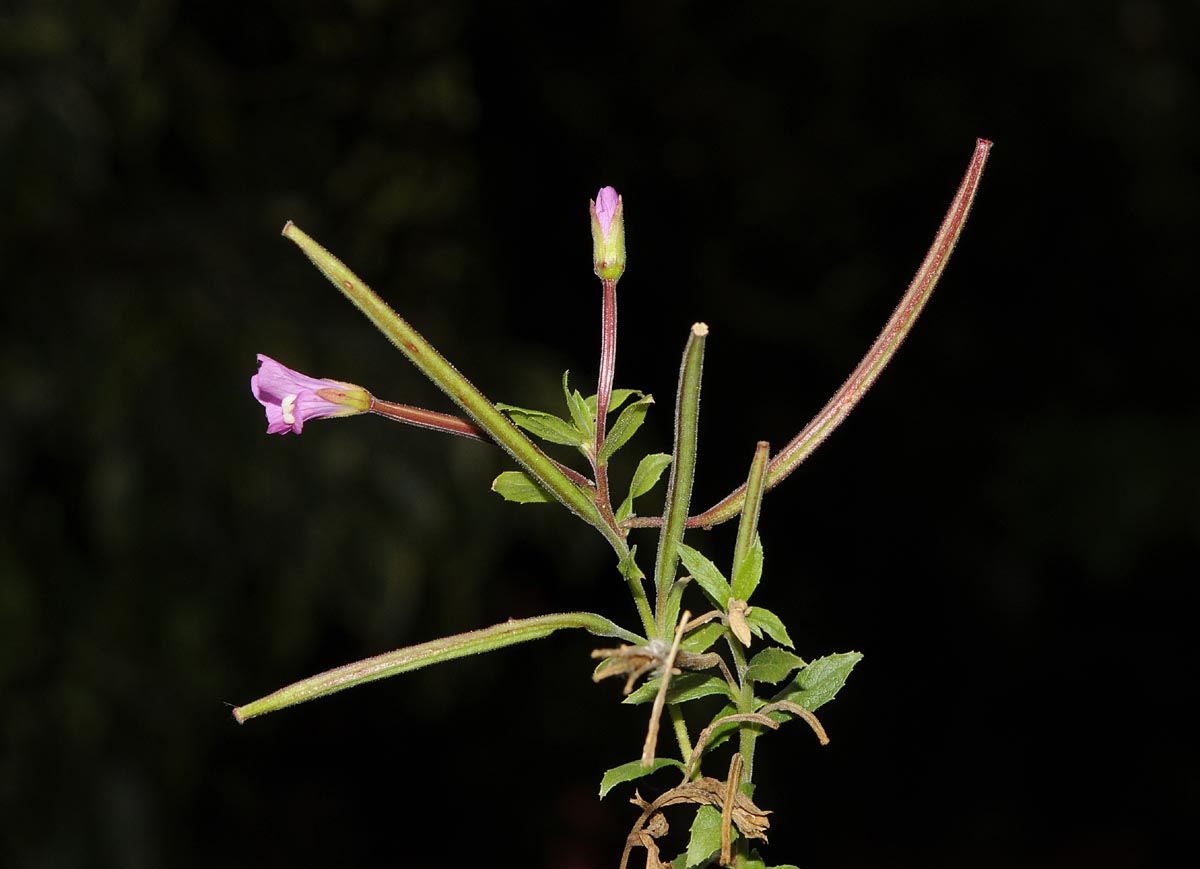 Epilobium hirsutum