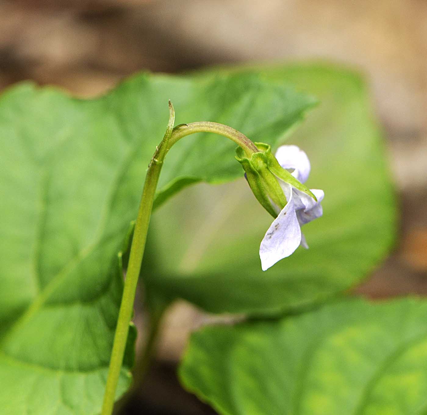 Viola reichenbachiana / Viola silvestre