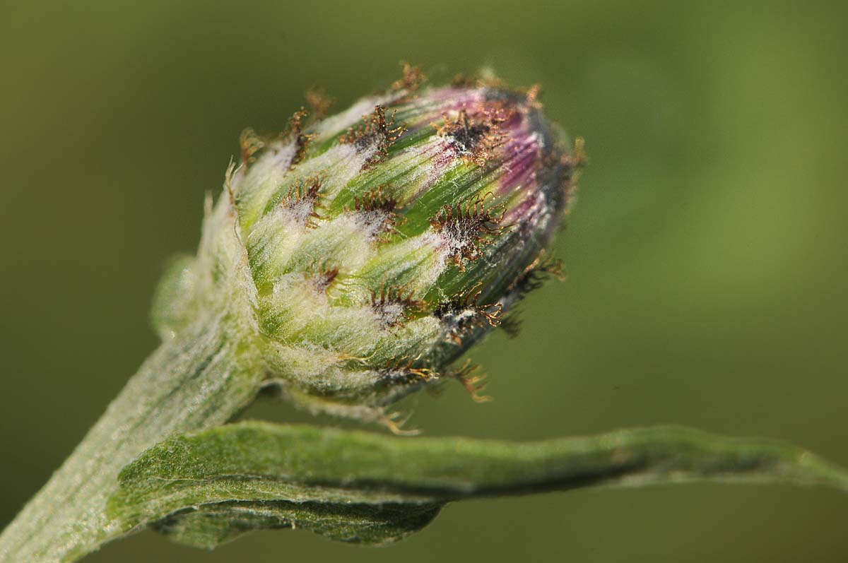 Centaurea nigrescens / Fiordaliso nerastro