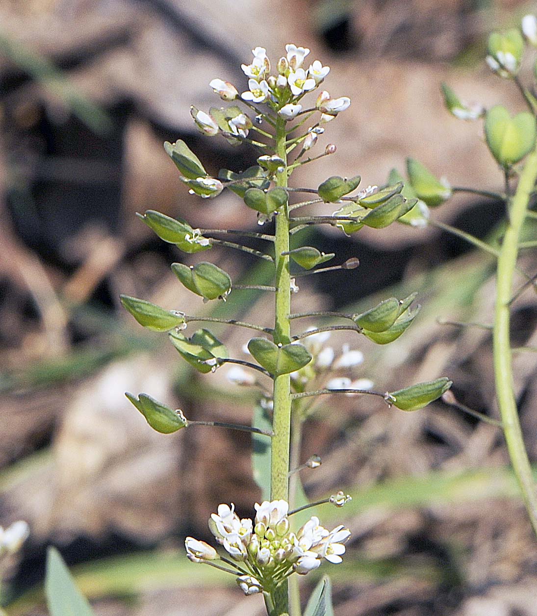 Microthlaspi perfoliatum (=Thlaspi perfoliatum ) / Erba storna perfogliata