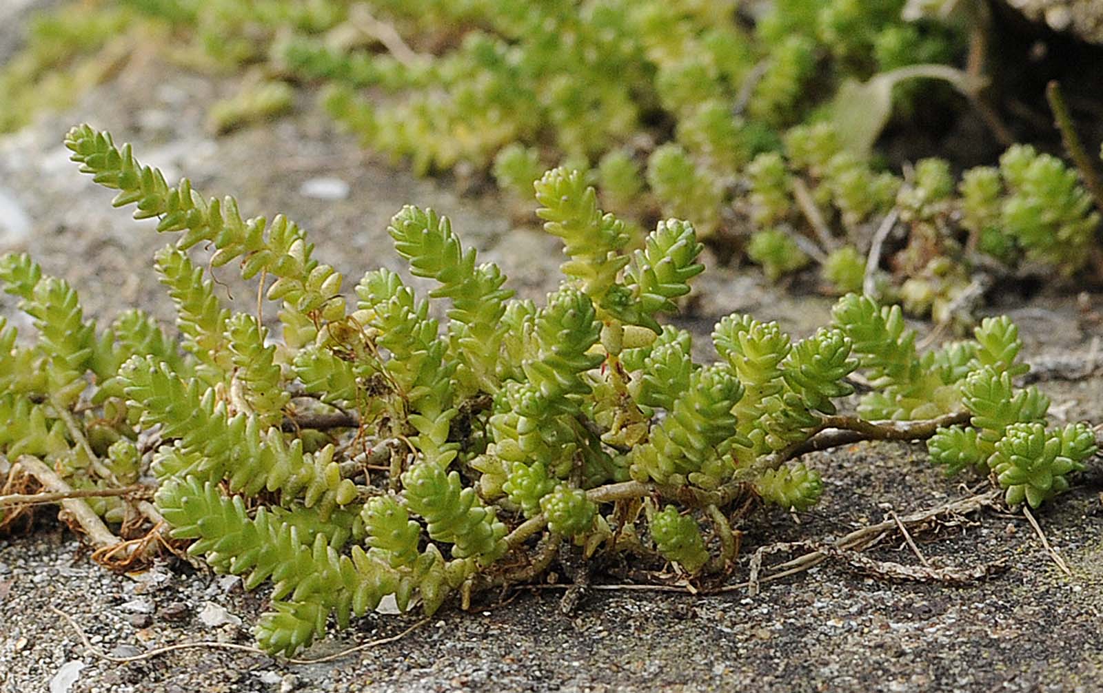 Sedum acre / Borracina acre
