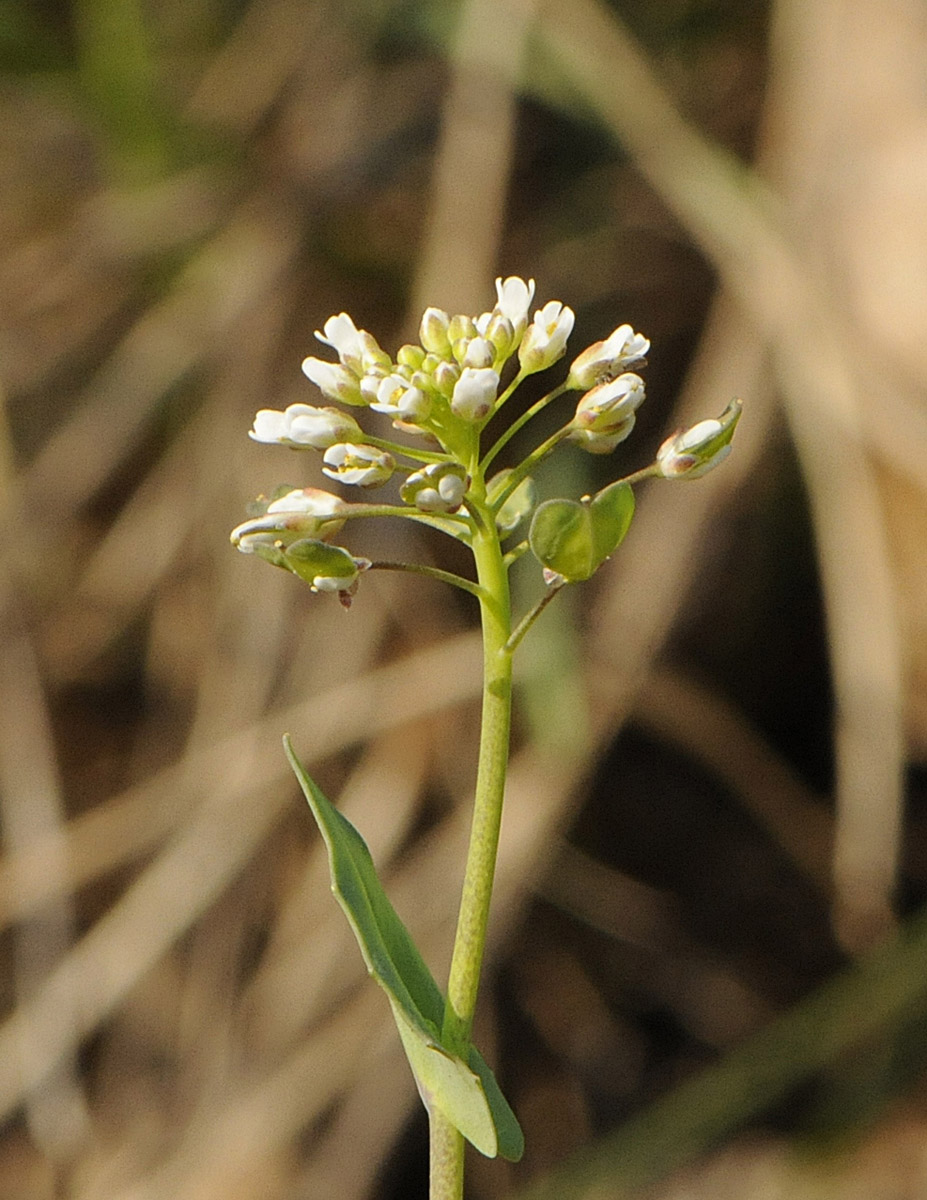 Microthlaspi perfoliatum (=Thlaspi perfoliatum ) / Erba storna perfogliata