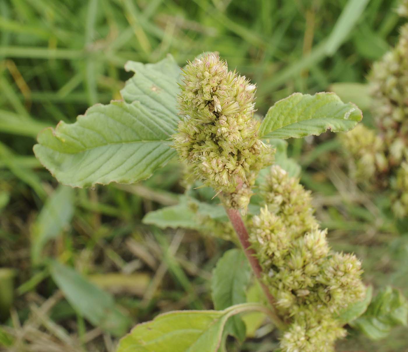 Amaranthus retroflexus  / Amaranto comune