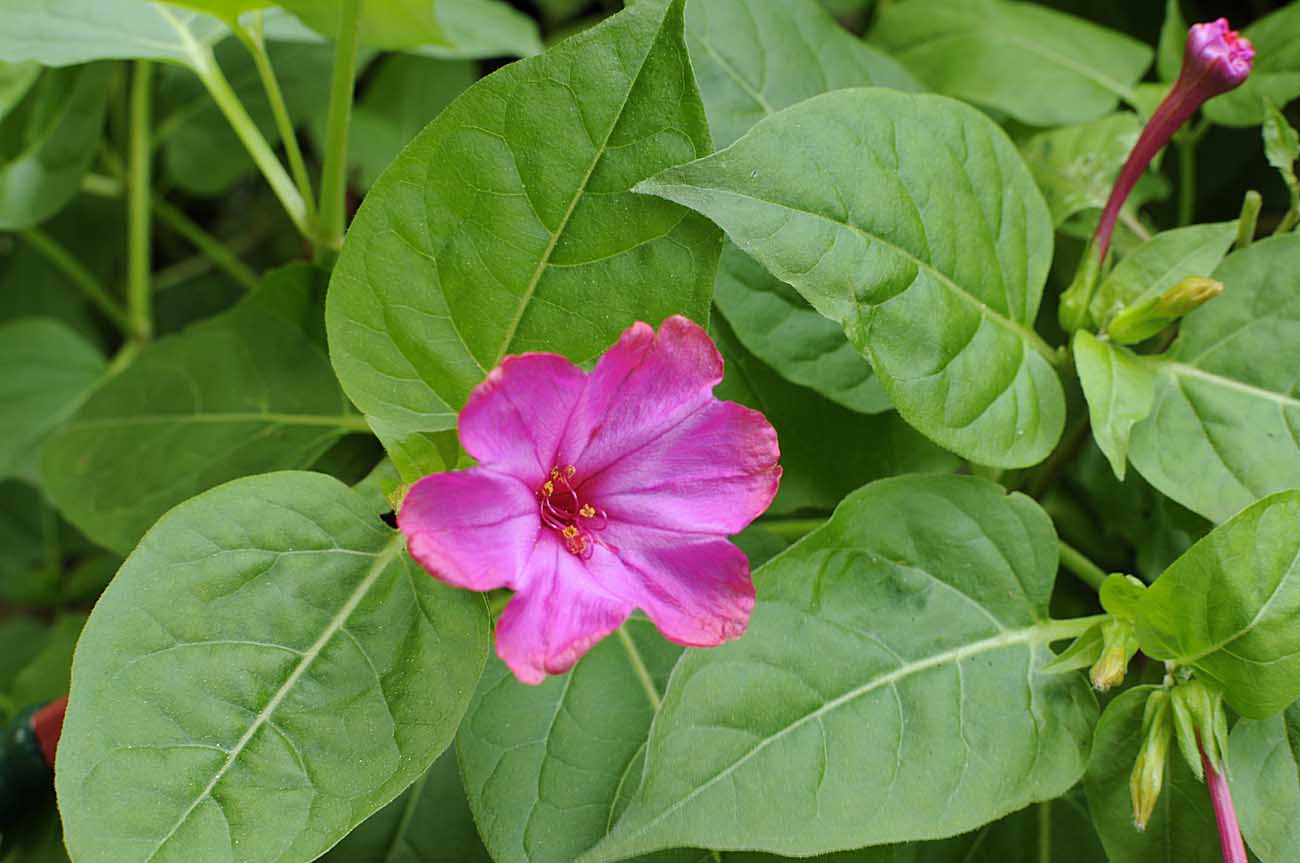 Mirabilis jalapa