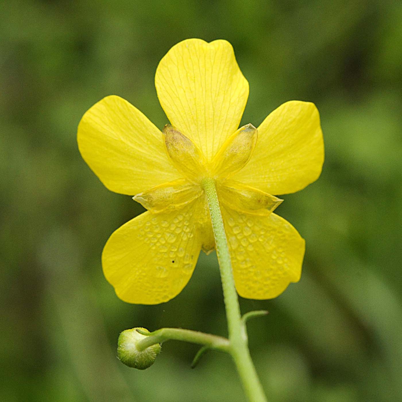 Ranunculus acris / Ranuncolo comune