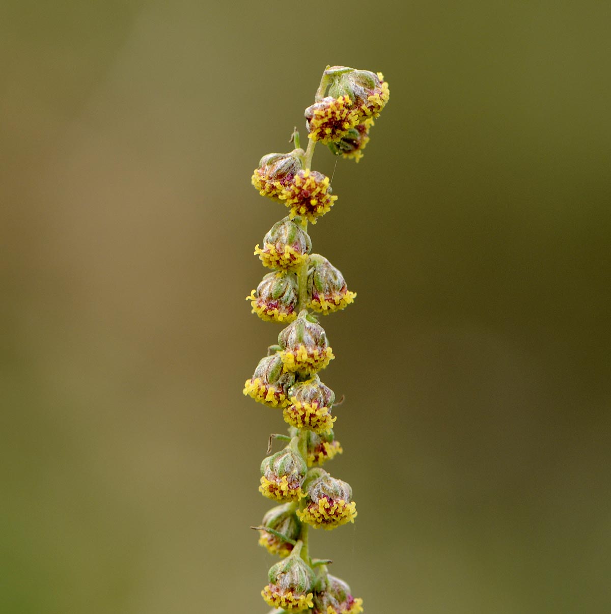 Artemisia alba / Assenzio maschio