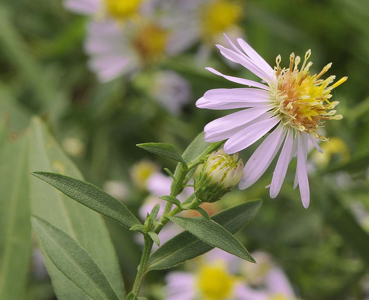 Symphyotrichum lanceolatum / Astro di Tradescant