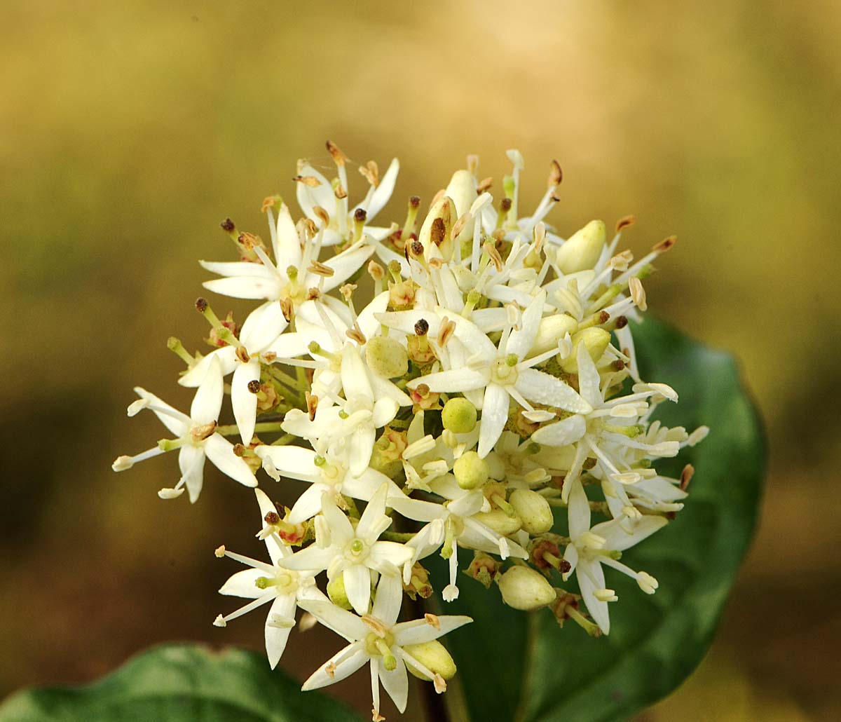 cespuglio con corimbi bianchi. - Cornus sanguinea