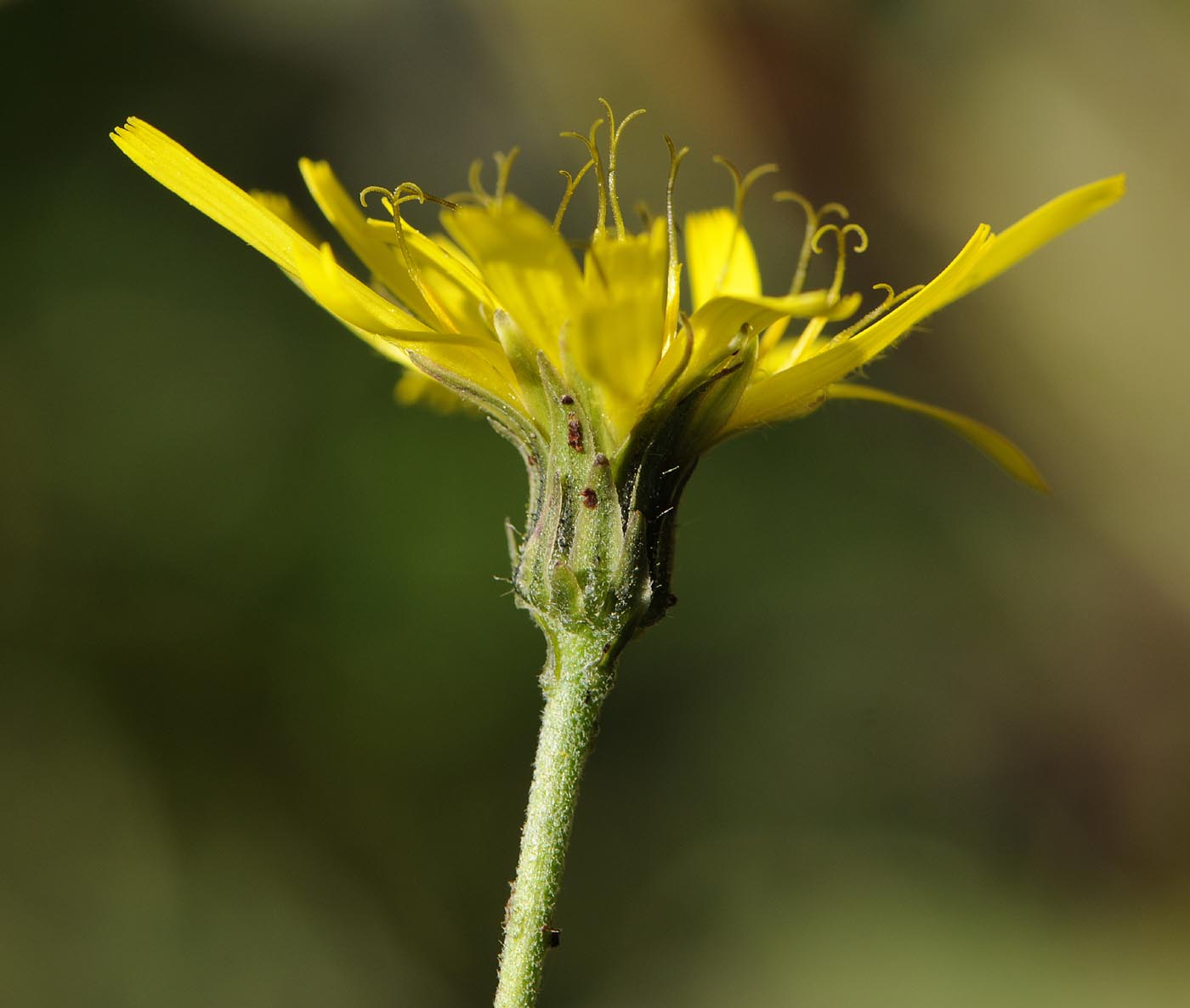 Asteracea da determinare - Hieracium sp.