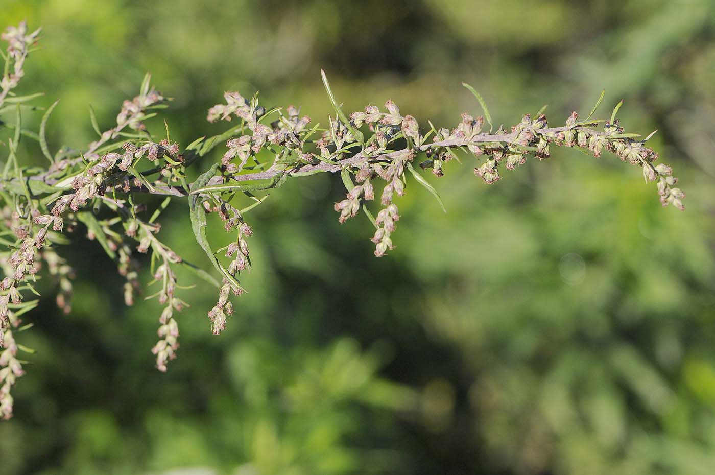 Artemisia verlotiorum / Artemisia dei fratelli Verlot