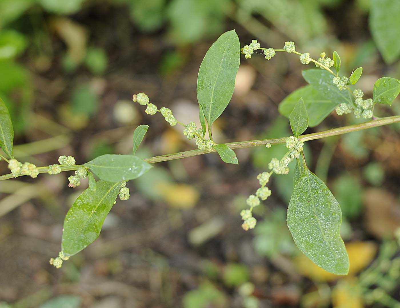 Blitum (Chenopodium) capitatum?