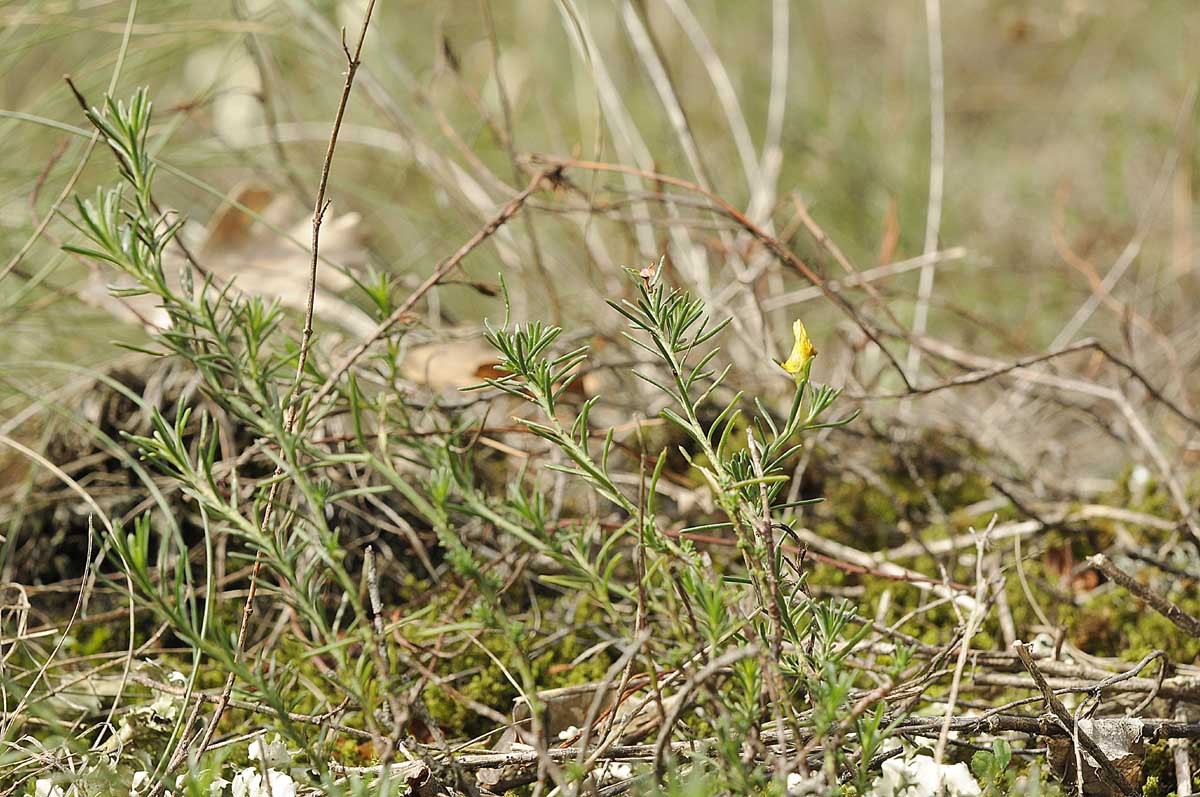 Fumana ericifolia / Fumana mediterranea