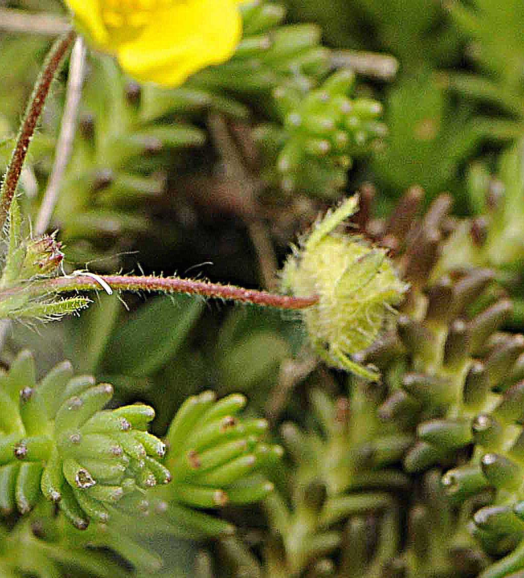 Determinare una potentilla