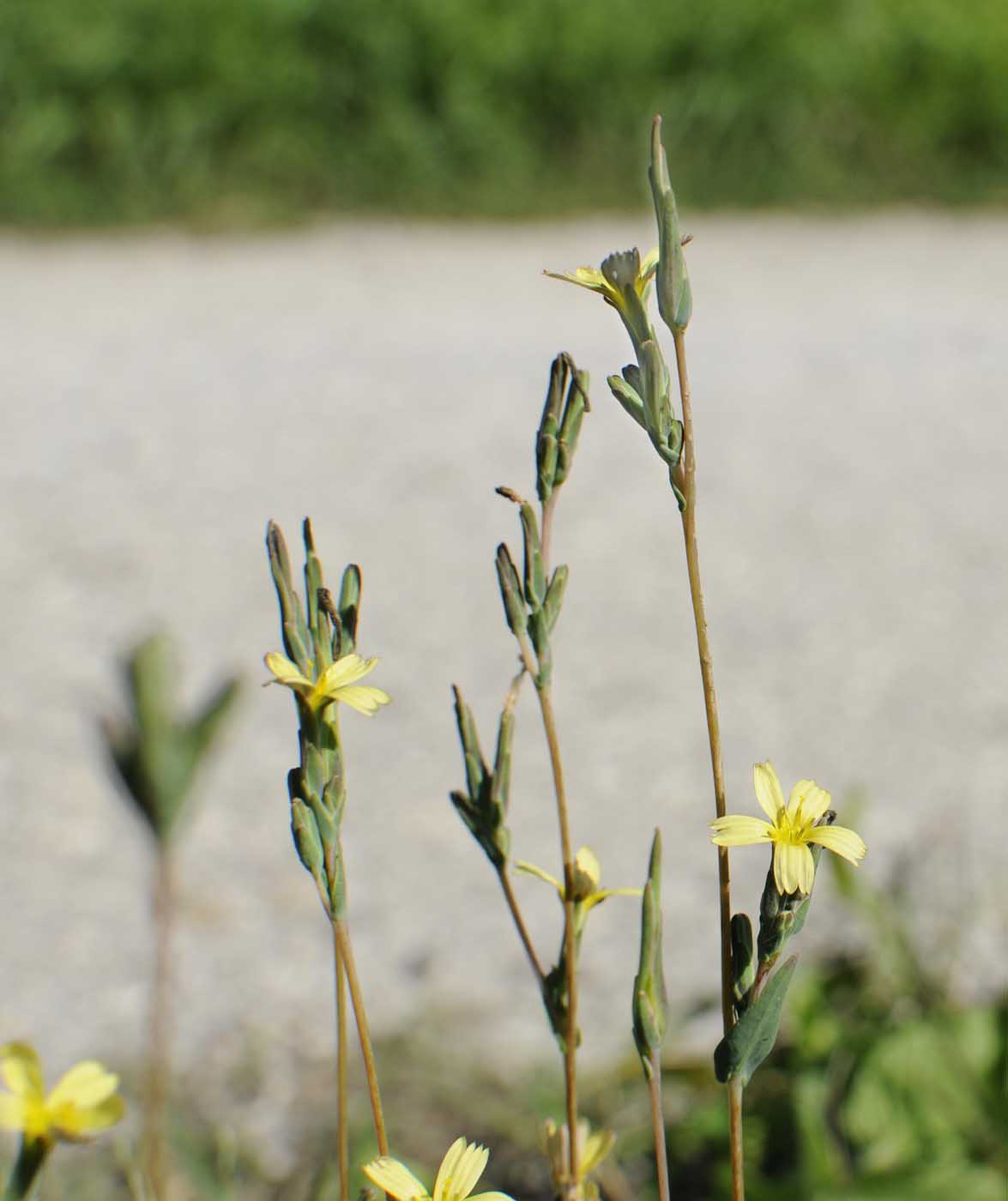 Lactuca saligna / Lattuga saligna