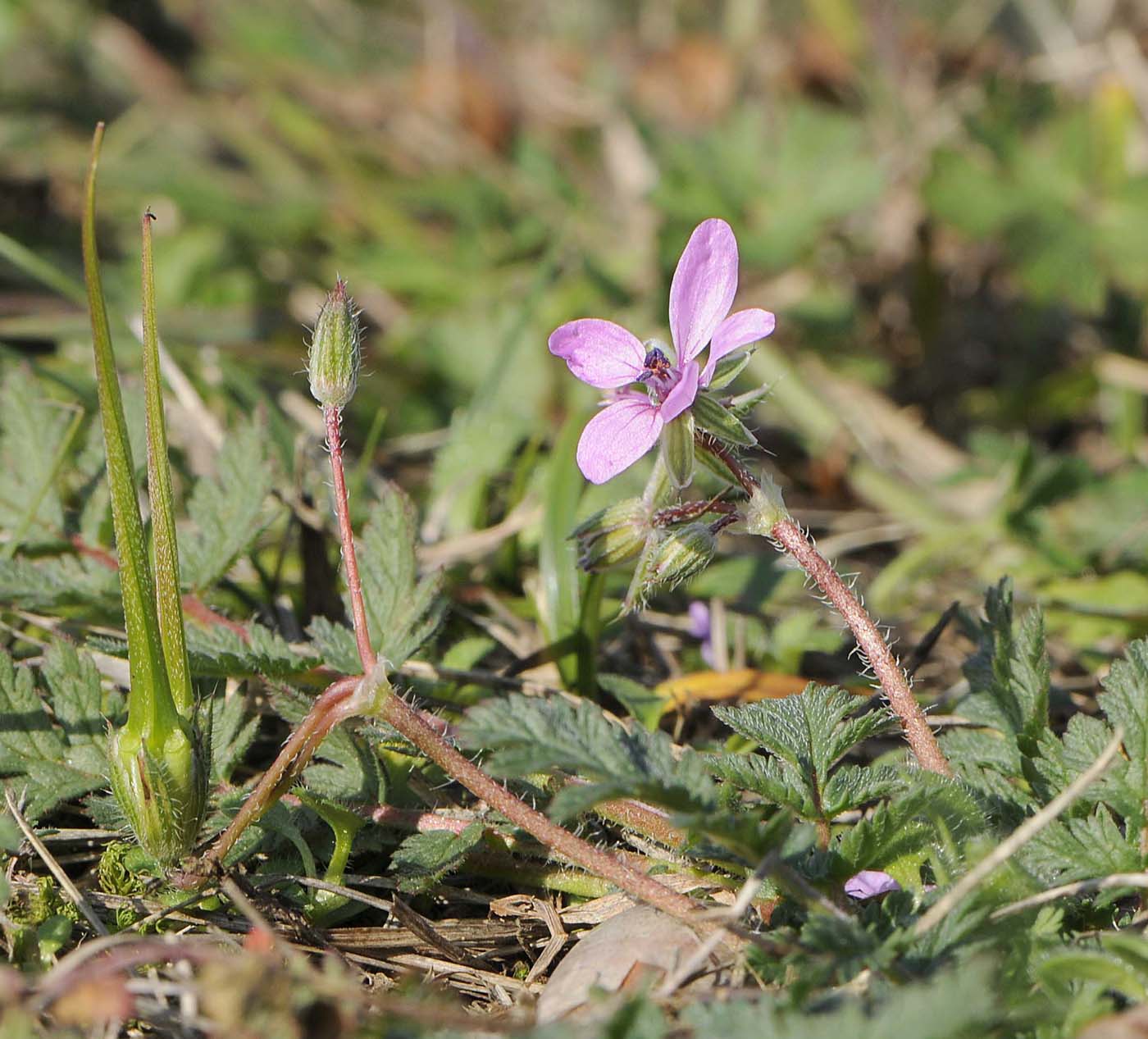 Erodium cicutarium / Becco di Gr comune