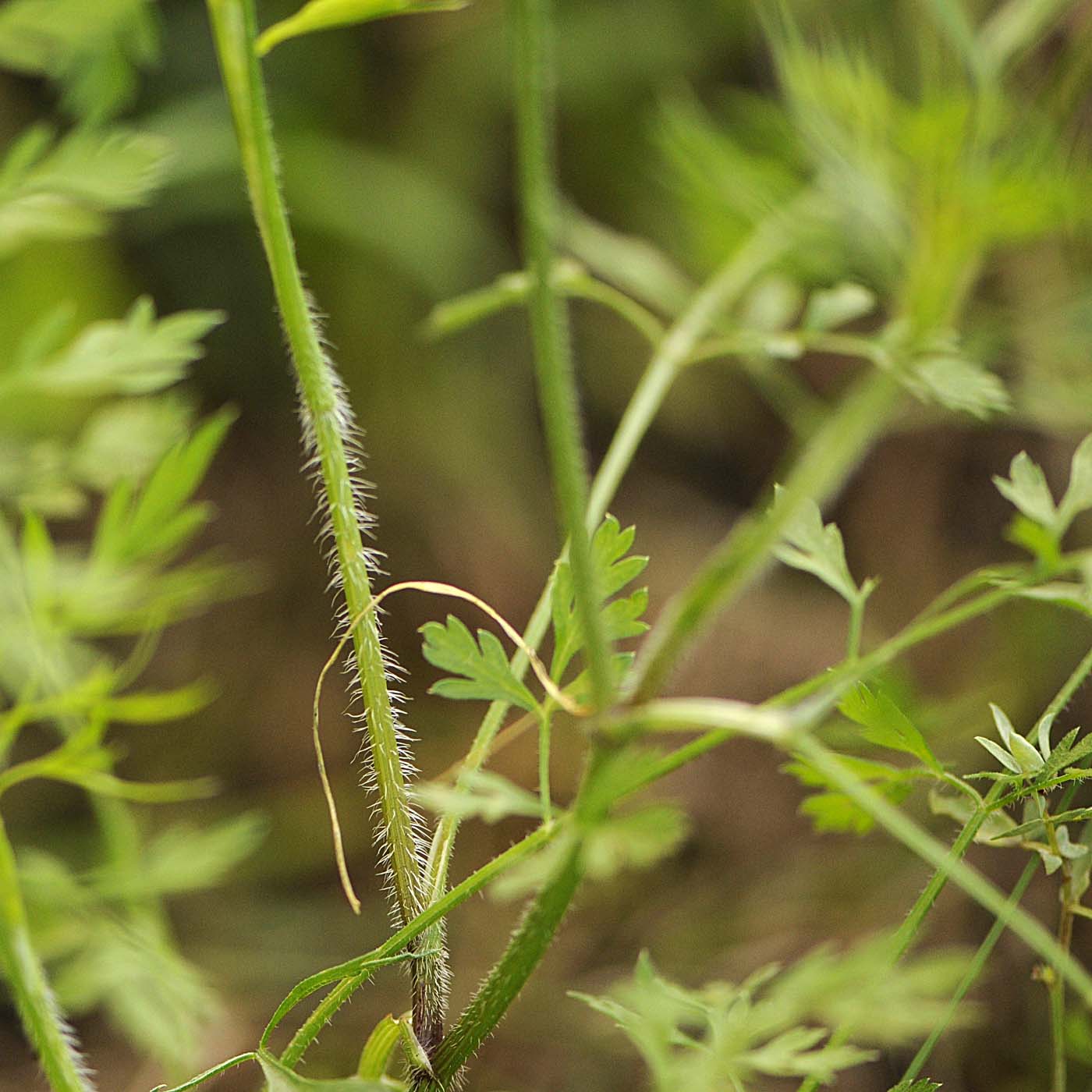 Daucus carota  / Carota selvatica