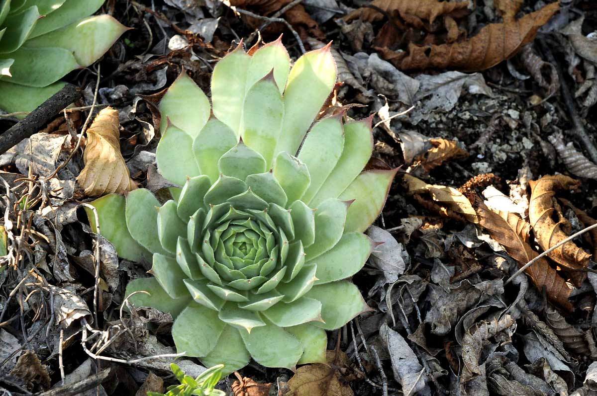 Gambugliano (VI): Sempervivum tectorum L. aggr.
