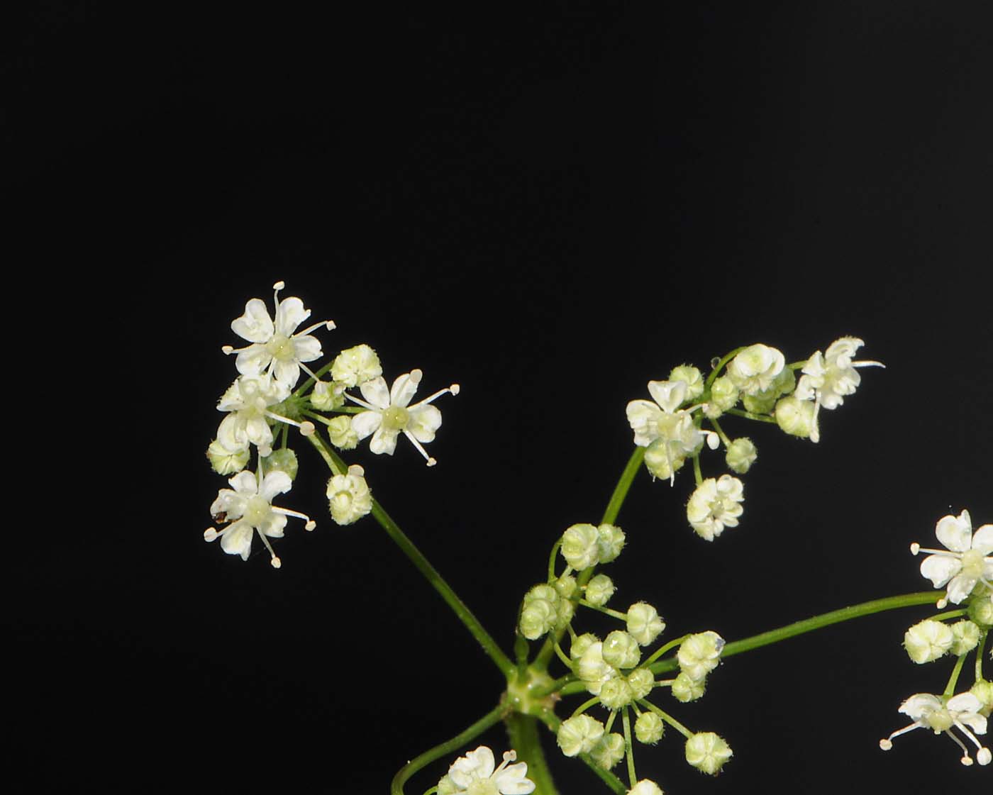 Pimpinella saxifraga /Tragoselino comune