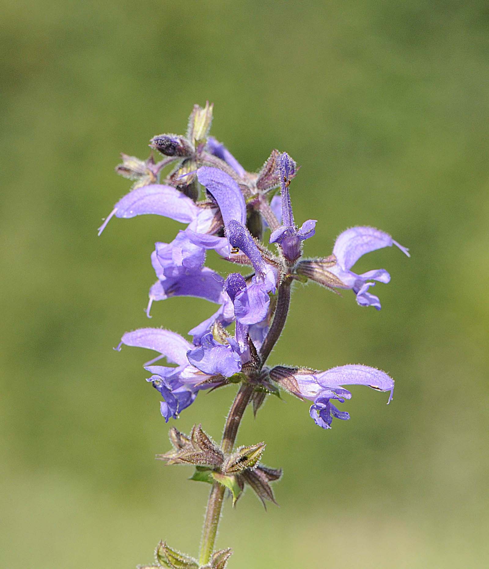 Salvia da daterminare