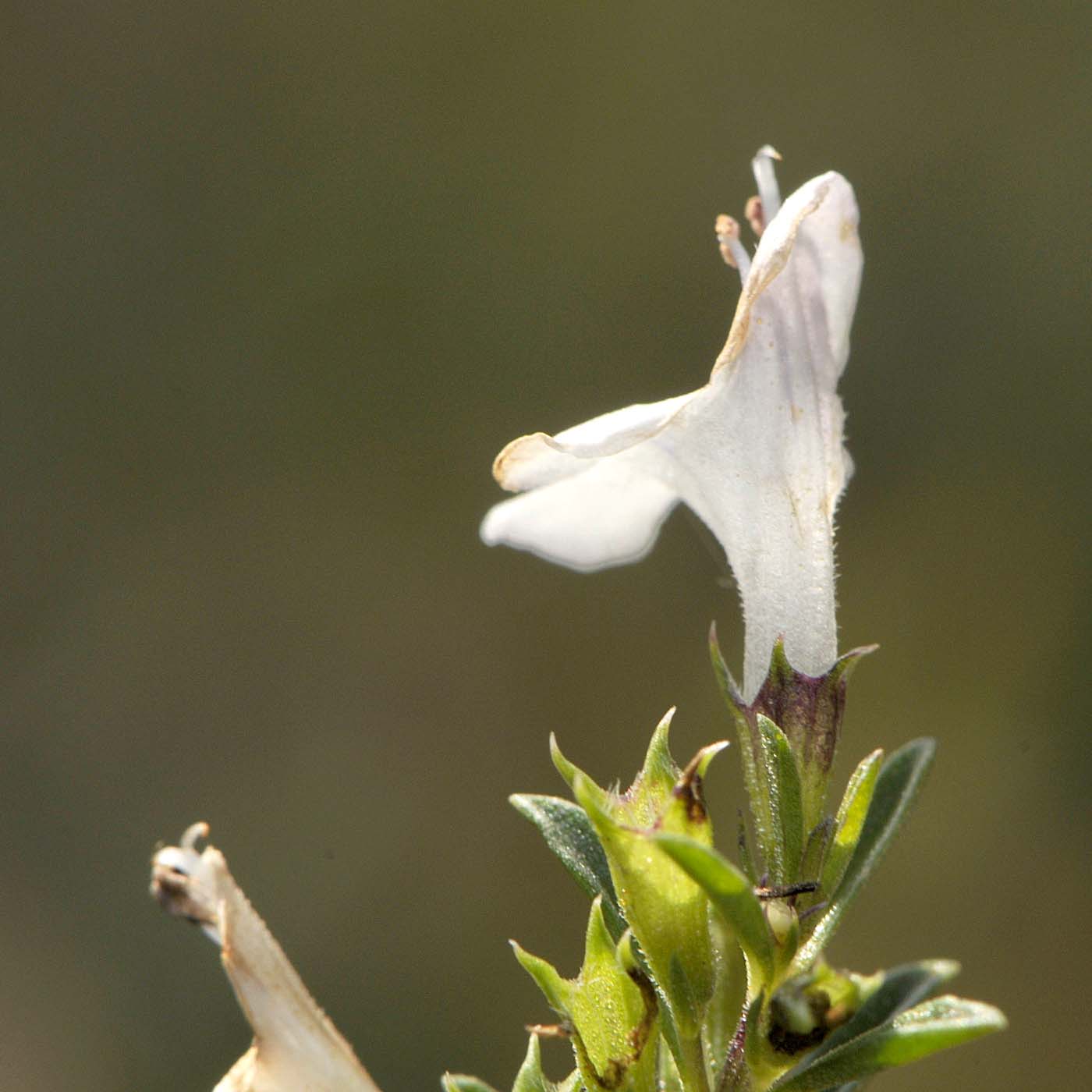 Satureja montana / Santoreggia montana