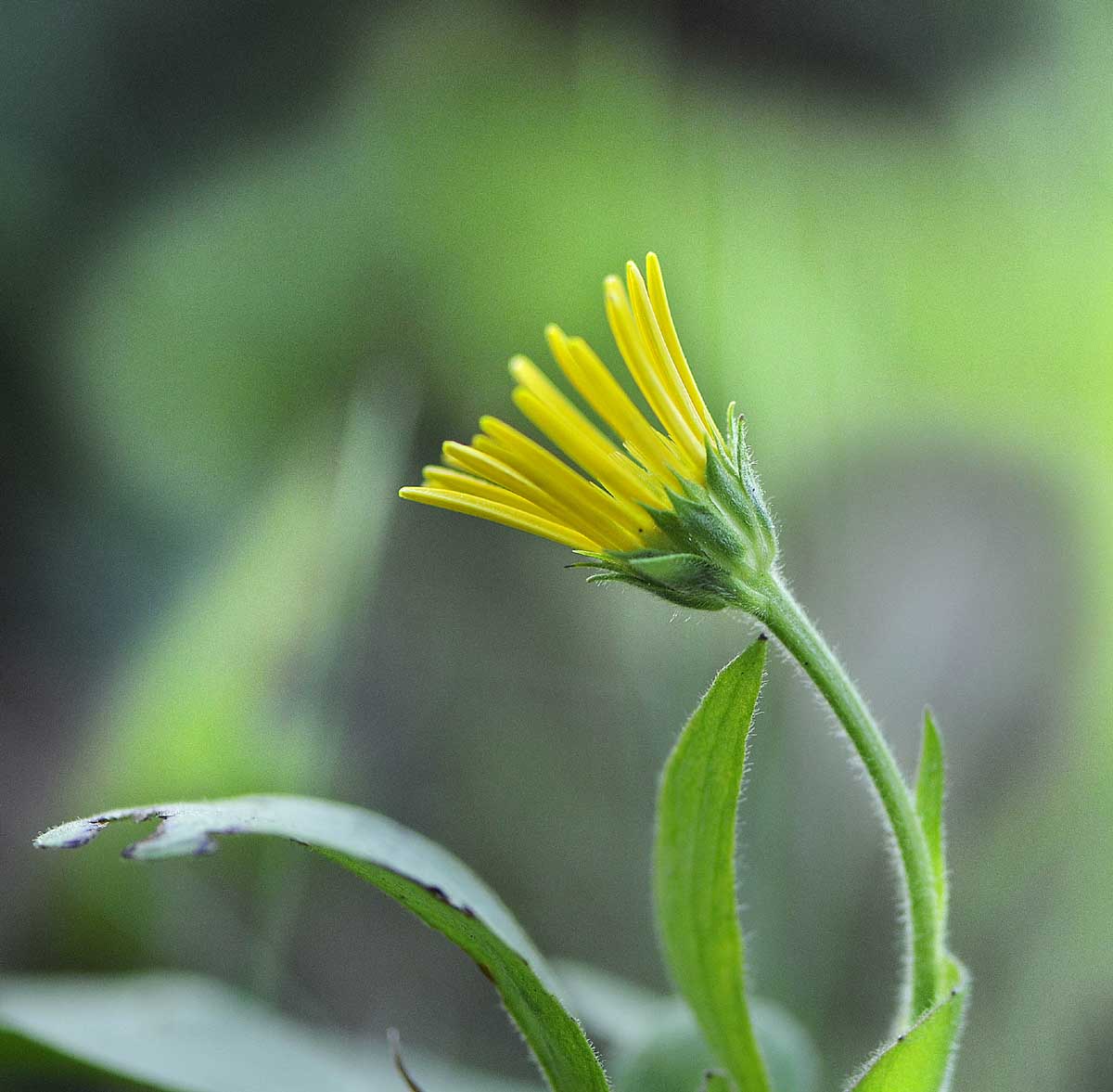 Buphthalmum salicifolium subsp salicifolium / Asteroide salicina