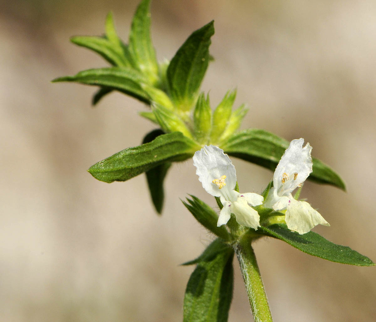 Stachys annua / Stregona annuale