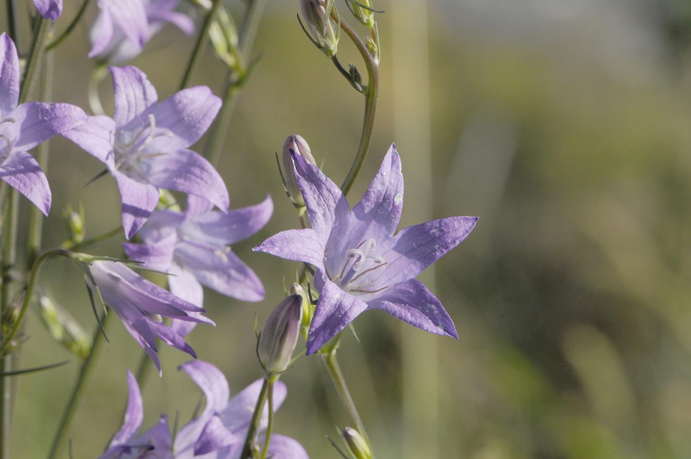 Campanula rapunculus / Raperonzolo