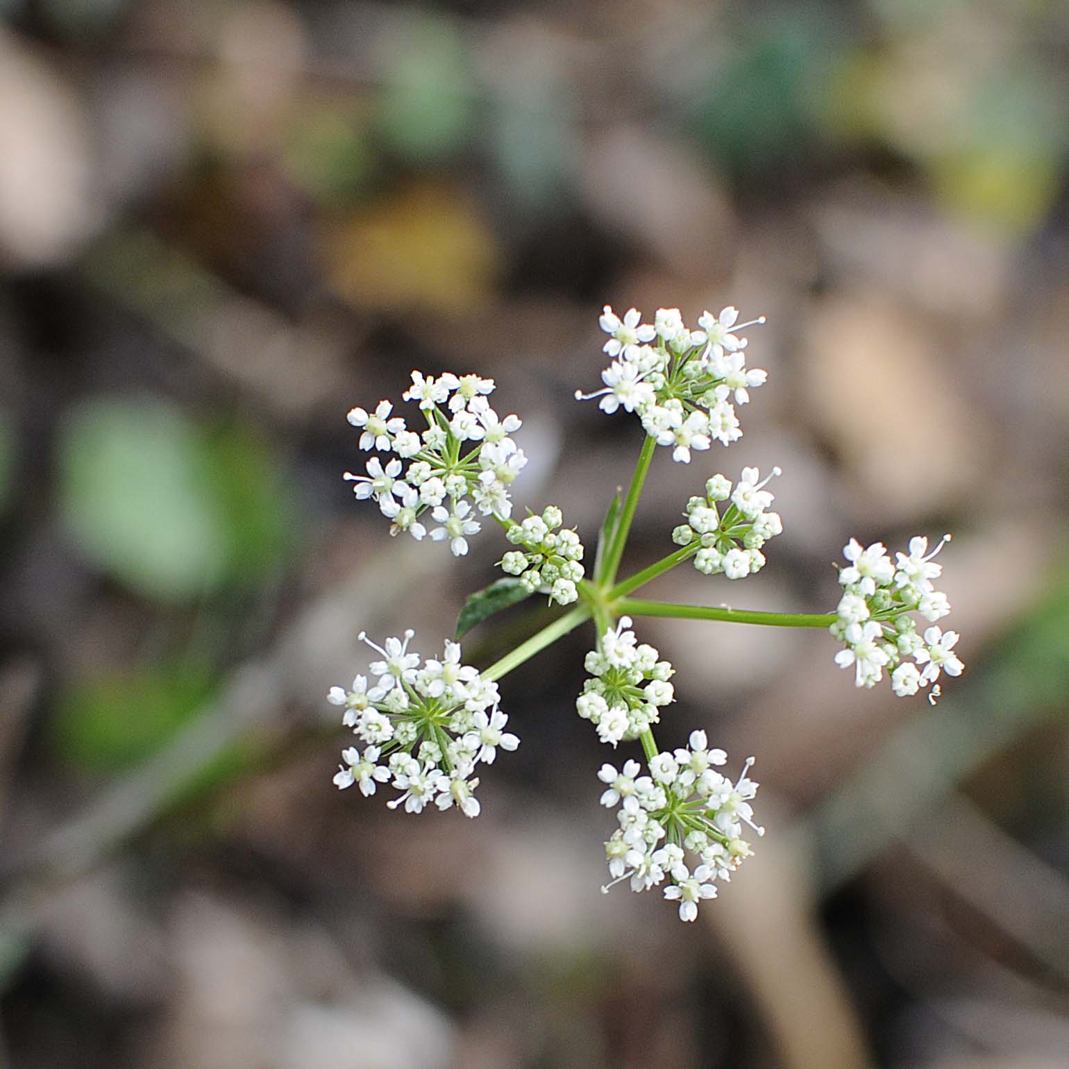 Peucedanum cervaria (=Cervaria rivini ) / Imperatoria cervaria