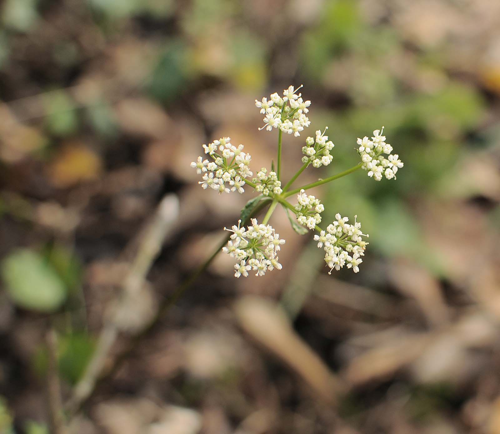 Peucedanum (=Xanthoselinum) venetum / Imperatoria veneta