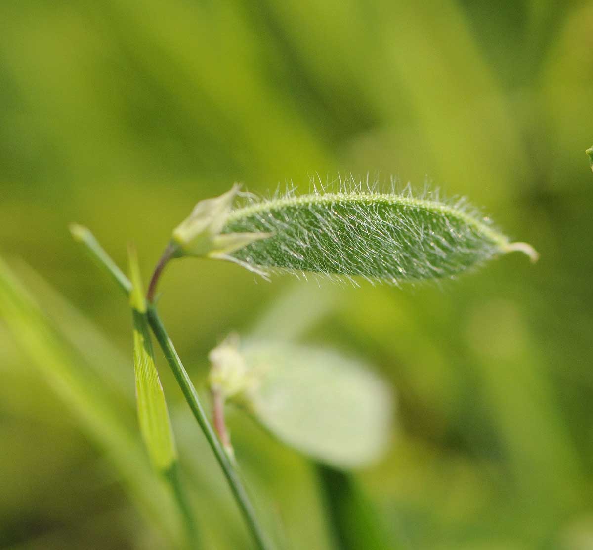 Lathyrus hirsutus / Cicerchia pelosa