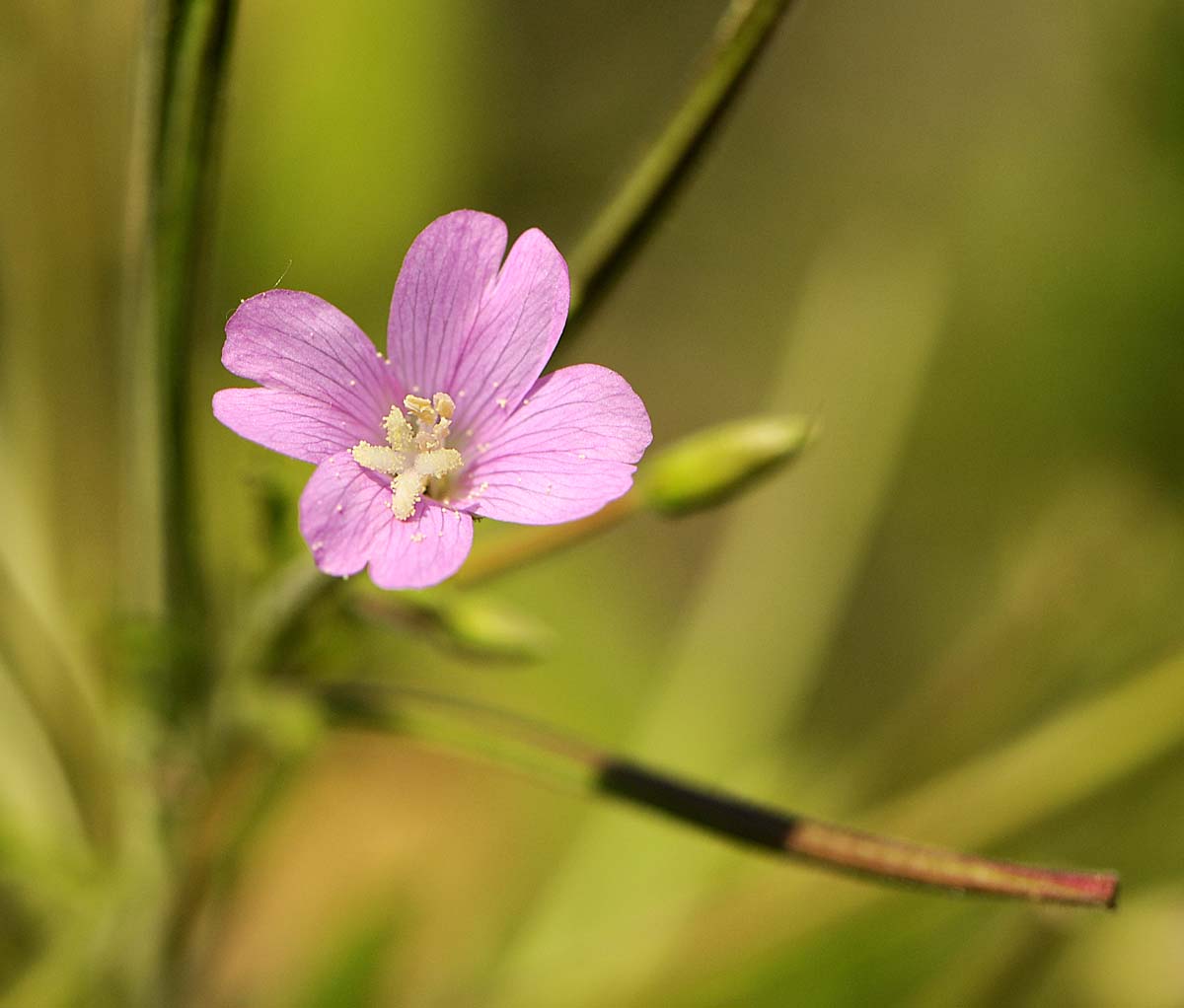 Epilobium hirsutum
