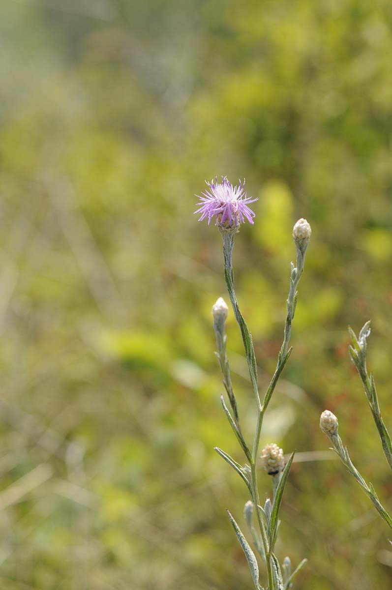 Centaurea jacea subsp gaudinii / Fiordaliso di Gaudin