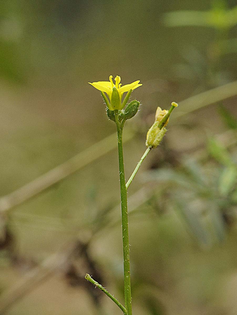 Diplotaxis muralis / Ruchetta dei muri