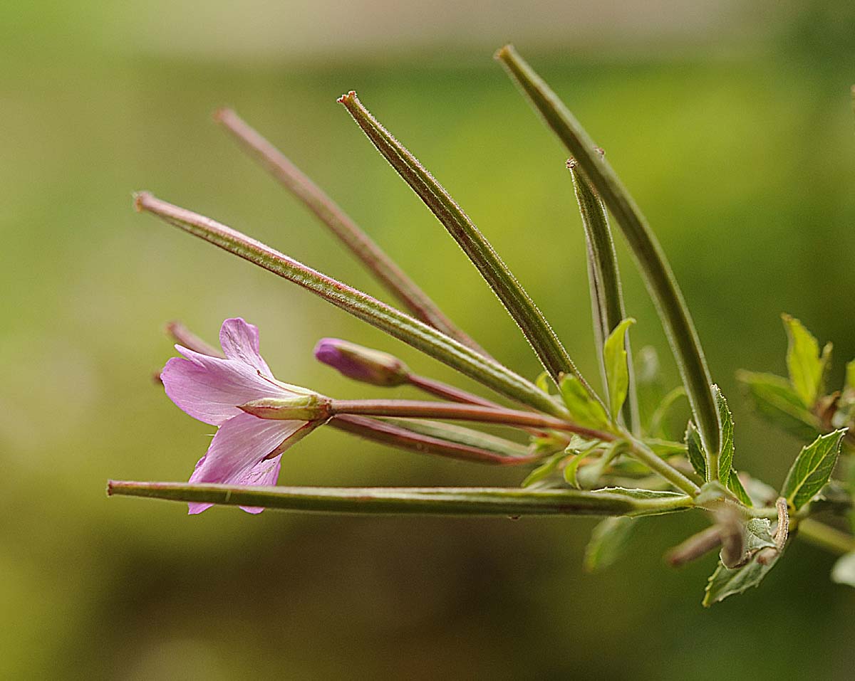 Epilobium hirsutum