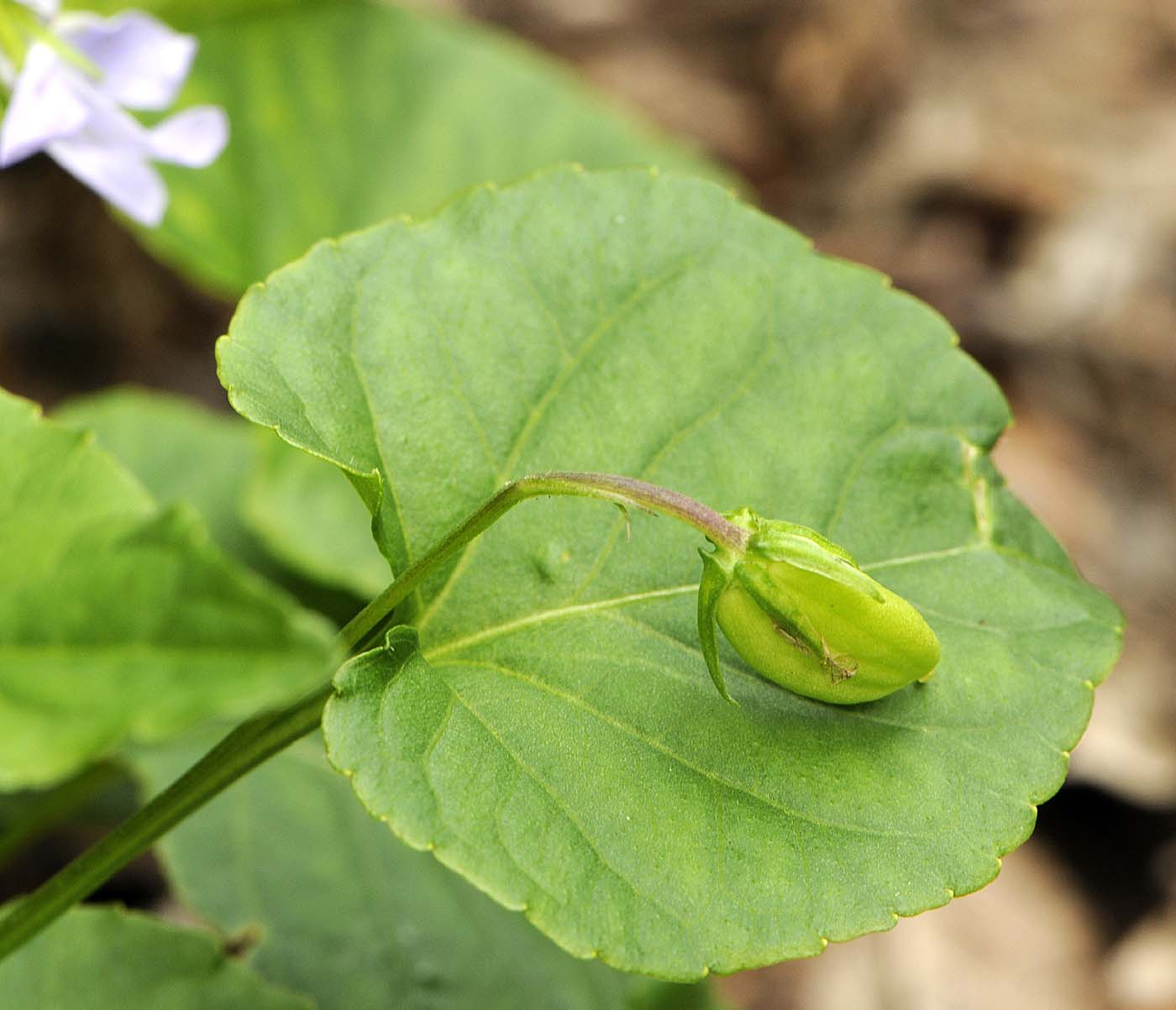 Viola reichenbachiana / Viola silvestre
