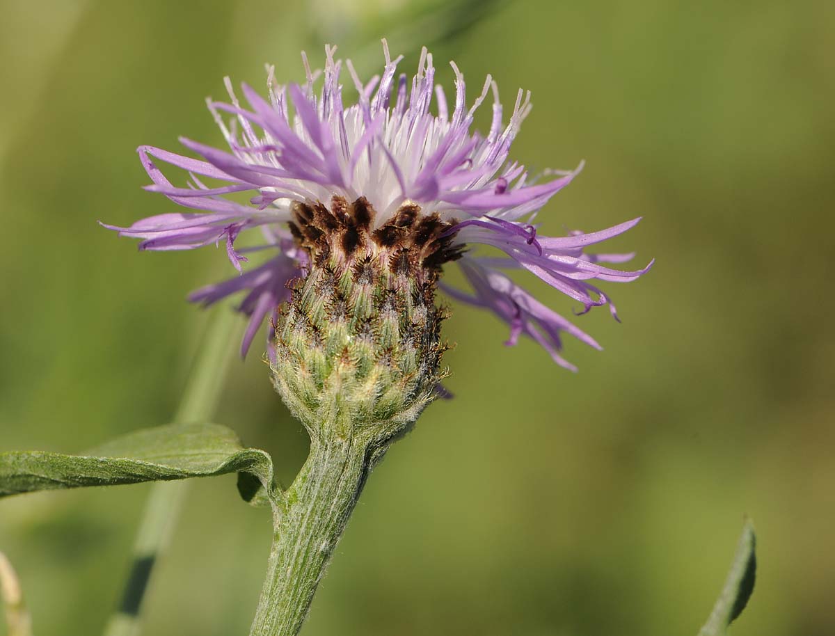 Centaurea nigrescens / Fiordaliso nerastro