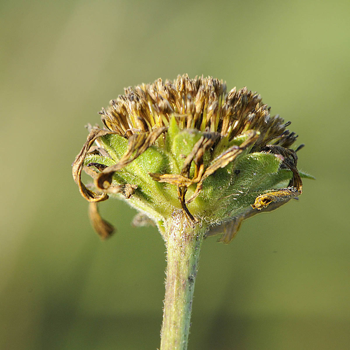 Buphthalmum salicifolium subsp salicifolium / Asteroide salicina