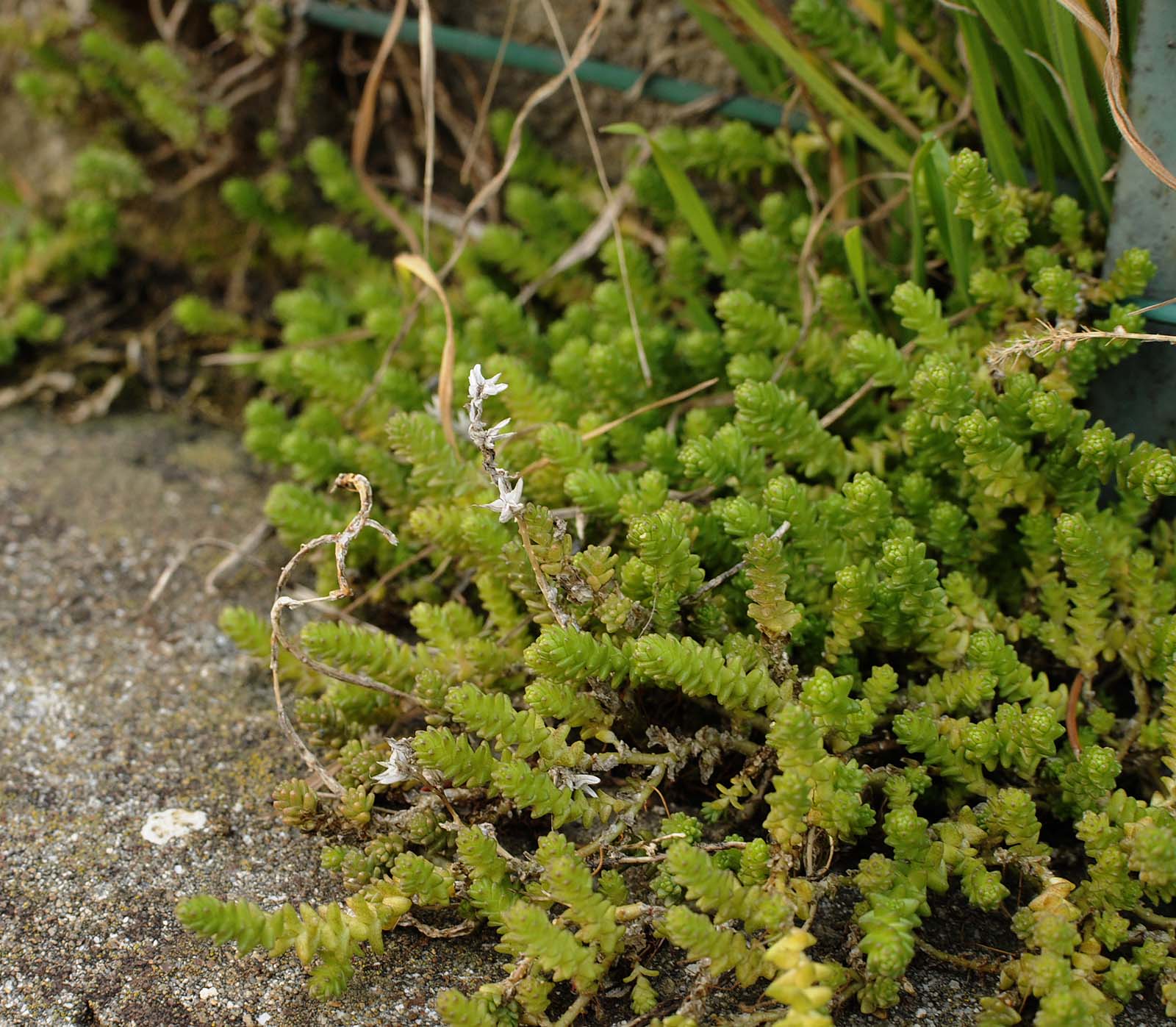 Sedum acre / Borracina acre