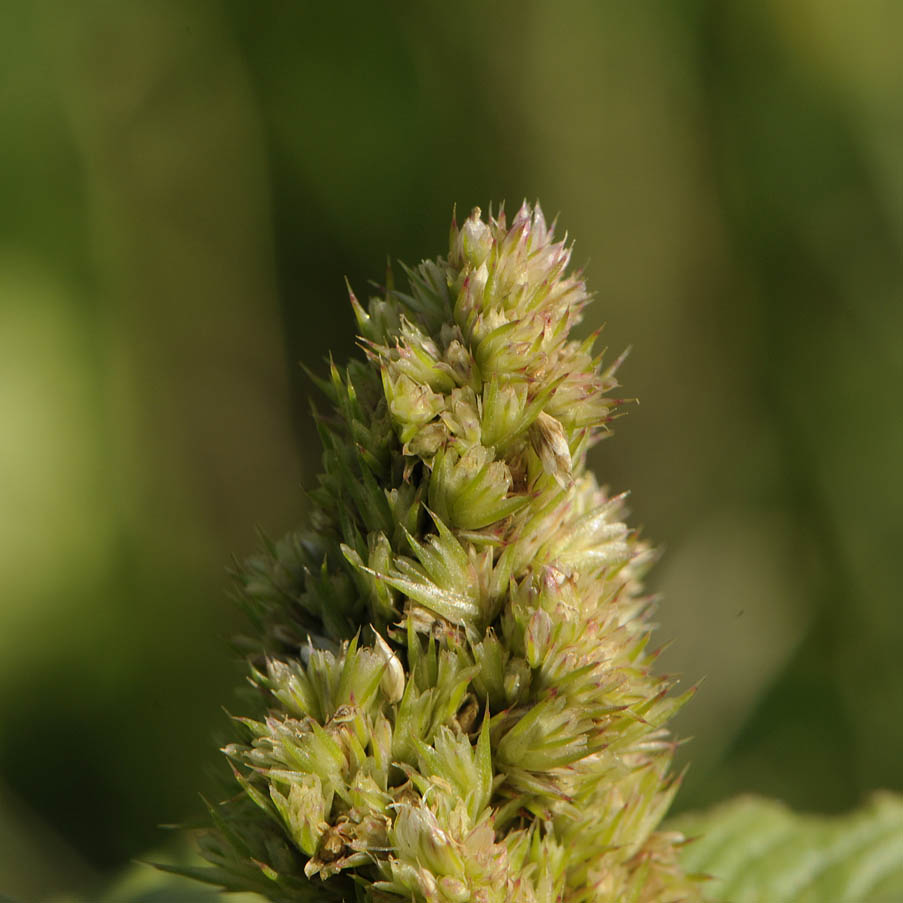Amaranthus retroflexus  / Amaranto comune