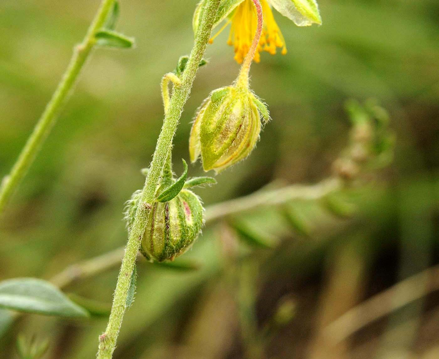 Helianthemum nummularium