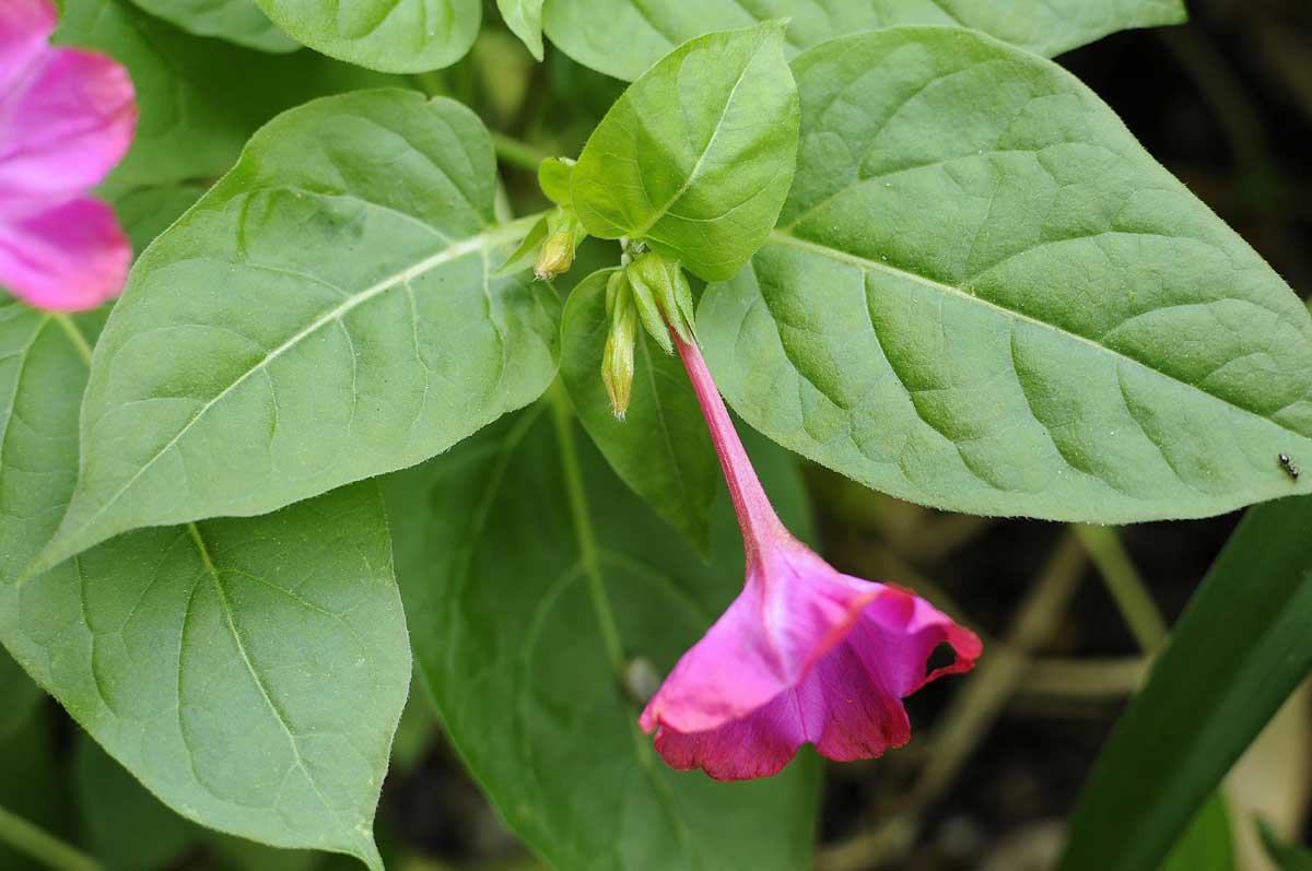 Mirabilis jalapa